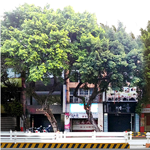 大東路單號網店商城